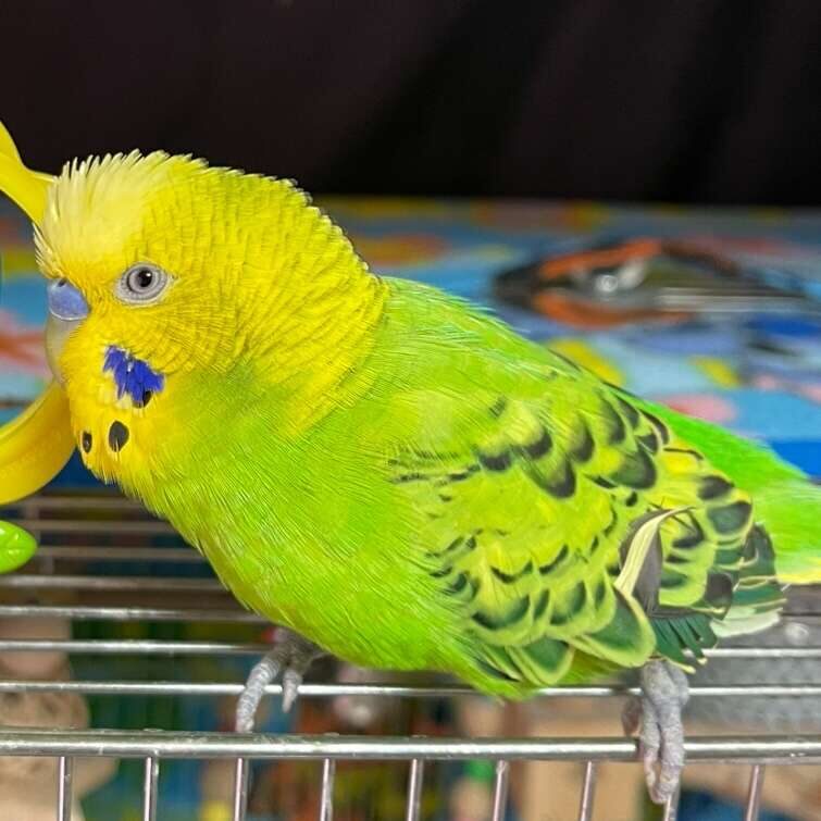 インコ探しています