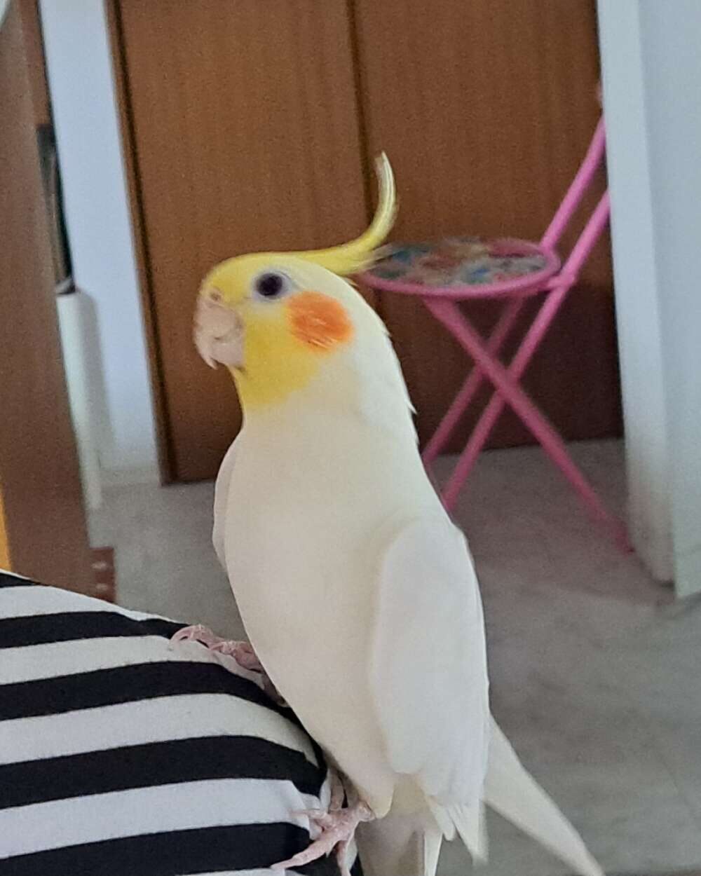 インコ好き