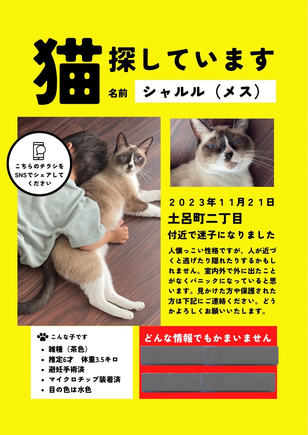解決済] 迷い猫探しています【さいたま市北区】 | #迷い猫 | ペットの ...