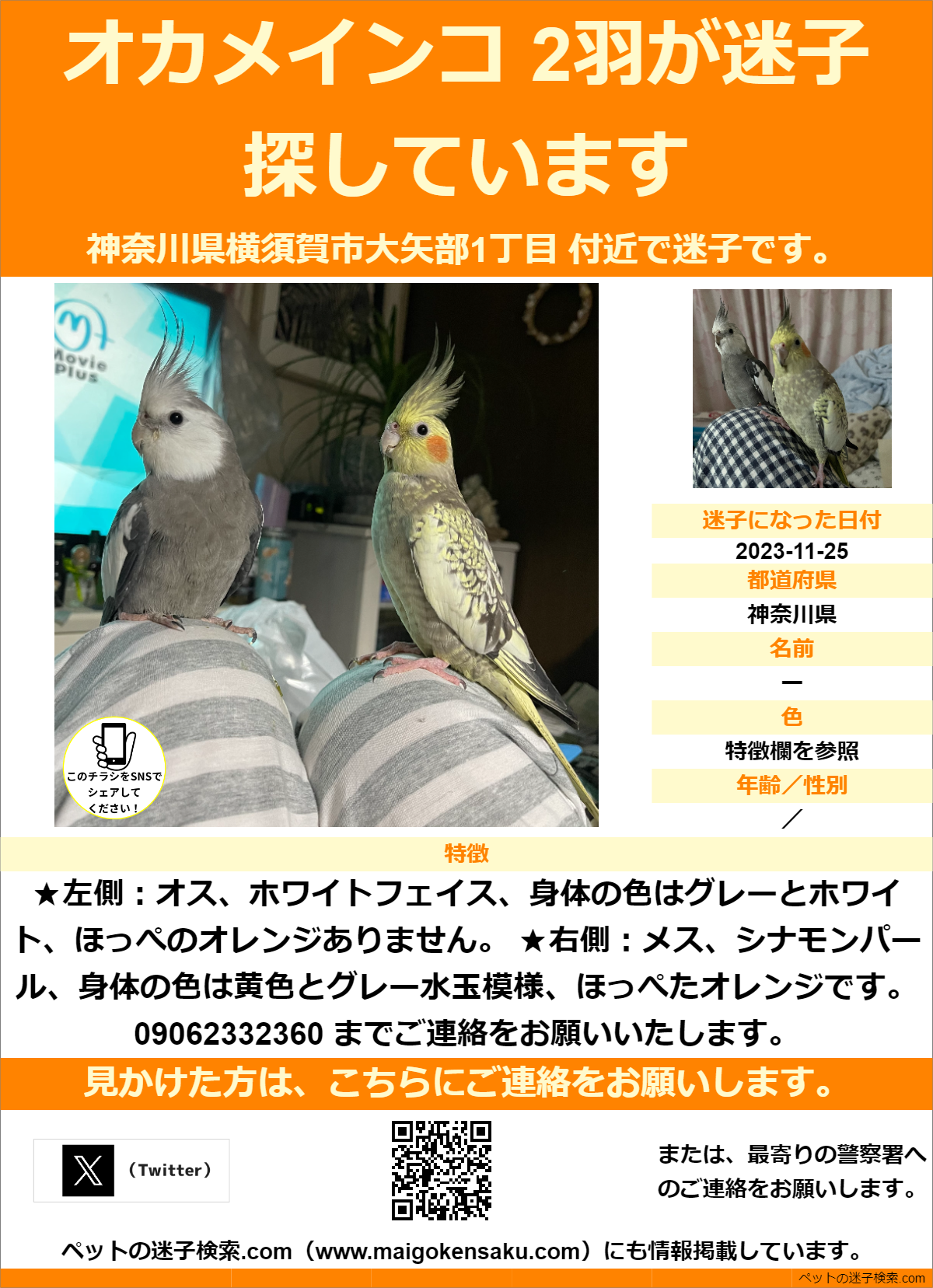 ファッション オカメインコ オス2歳 2匹